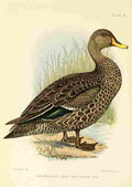 Davis Sergeant Charles S Africa Birds Yellow billed Duck A4 Photo Print