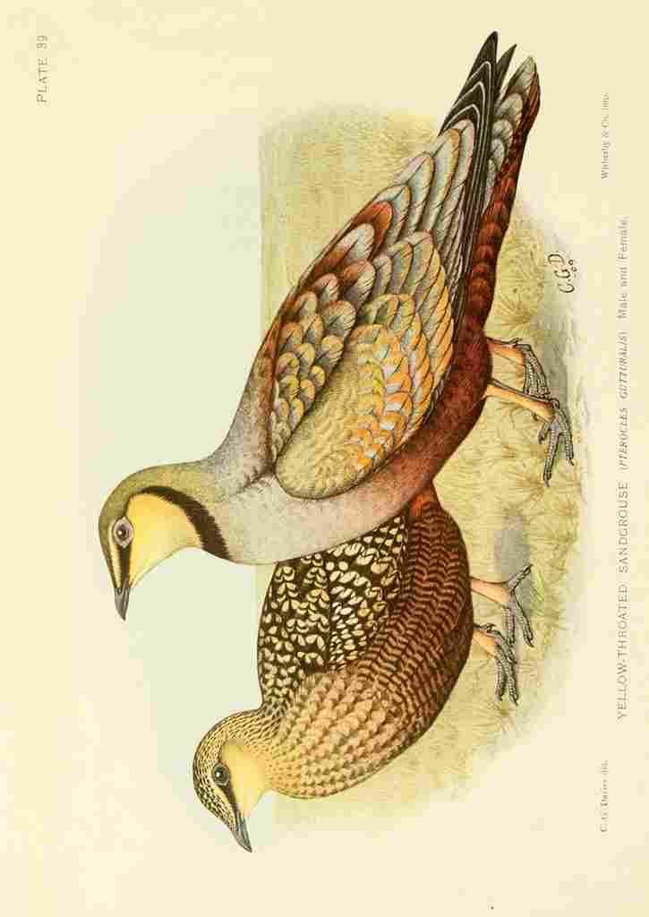 Davis Sergeant Charles S Africa Birds Yellow throated Sand grouse A4 Photo Print