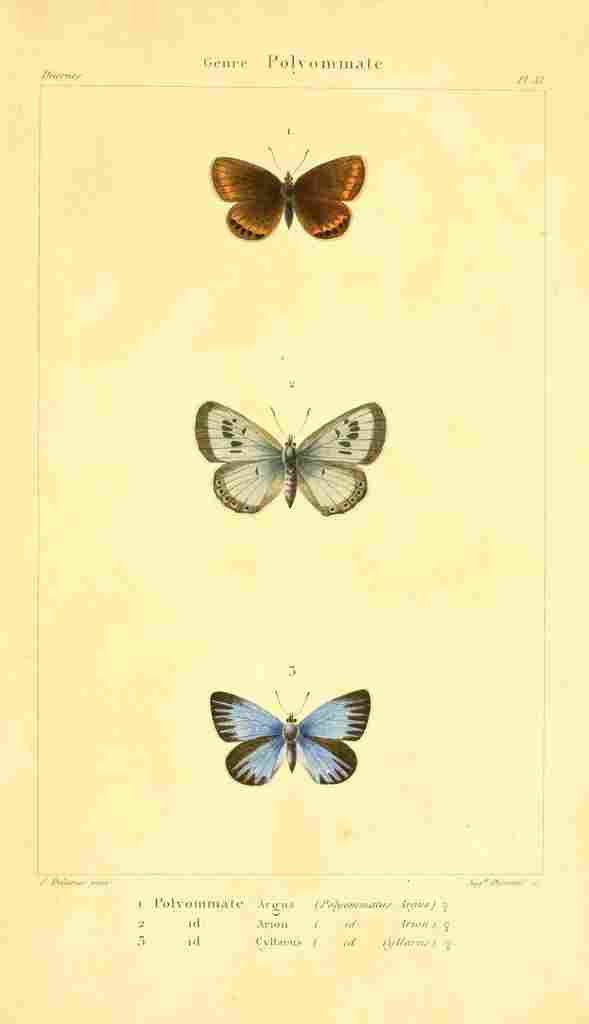 Delarue 1821 Genre Polyommate 2 A4 Photo Print
