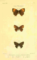Delarue 1821 Genre Polyommate 3 A4 Photo Print