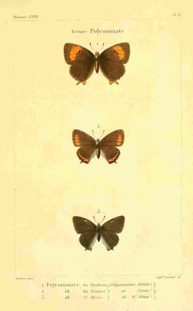 Delarue 1821 Genre Polyommate 3 A4 Photo Print