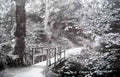 Denbighshire Old Colwyn Fairy Glen 1910s Vintage A4 Photo Print