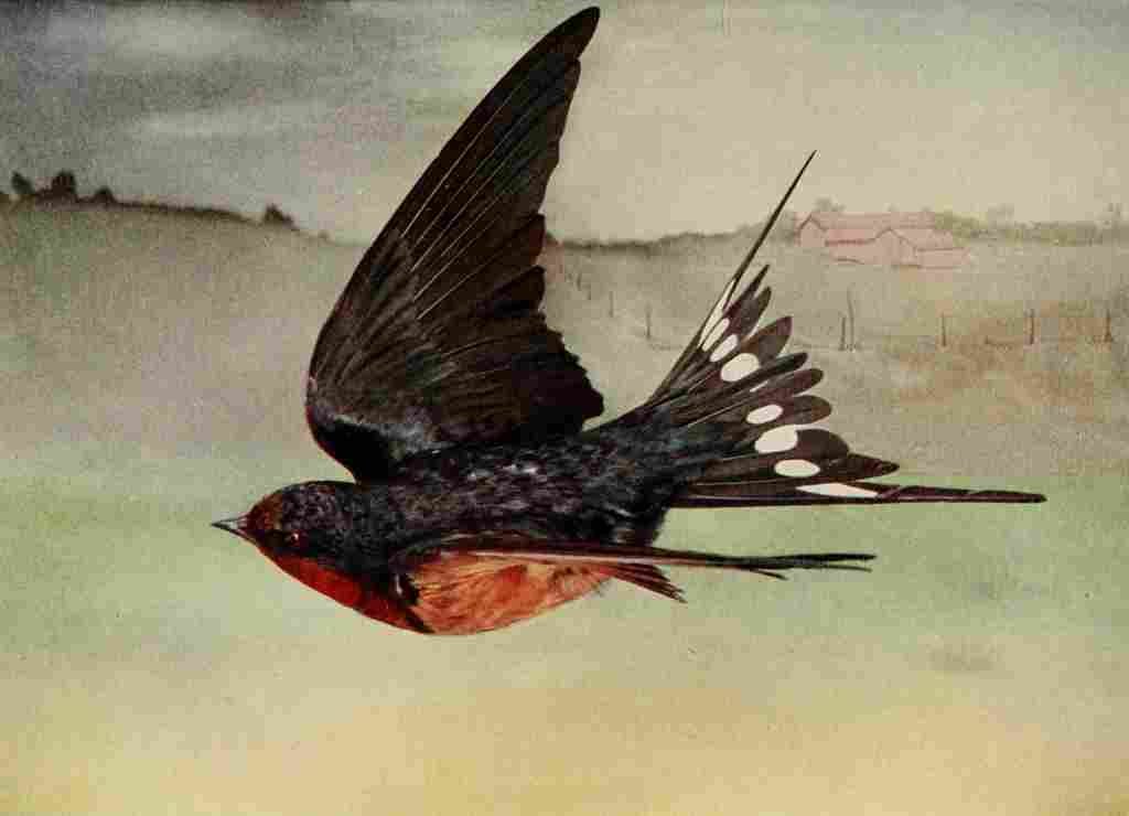 Denslow Henry Bird Neighbors 1904 Barn Swallow A4 Photo Print