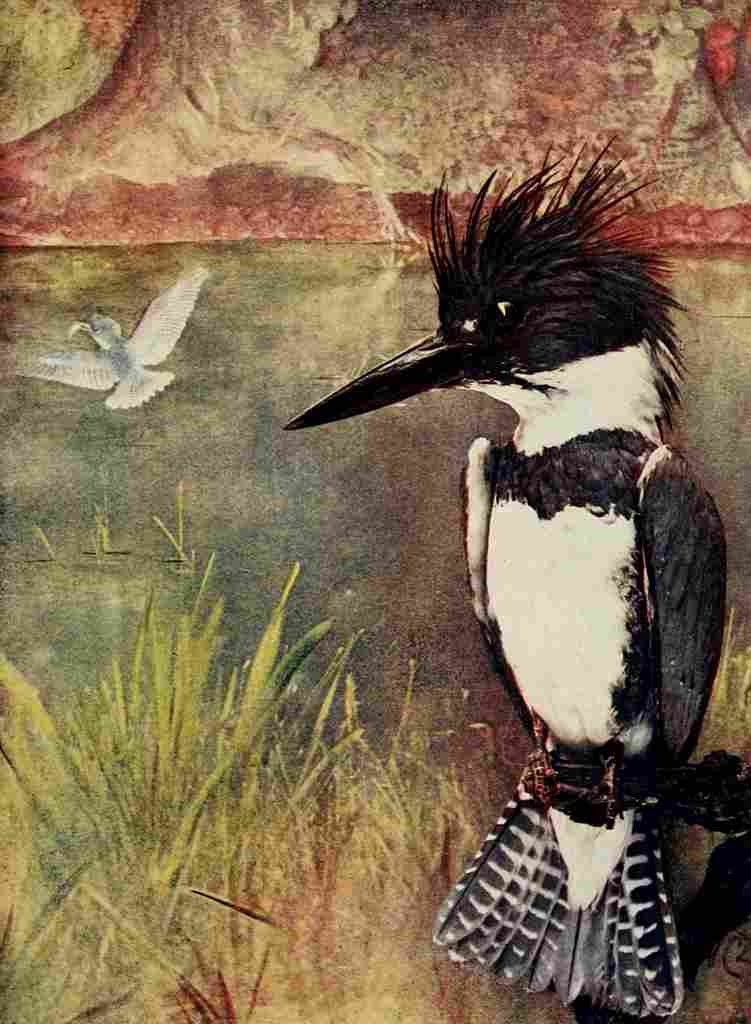 Denslow Henry Birds 1904 Belted Kingfisher A4 Photo Print