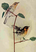 Denslow Henry Birds 1904 Blackburnian Warbler A4 Photo Print