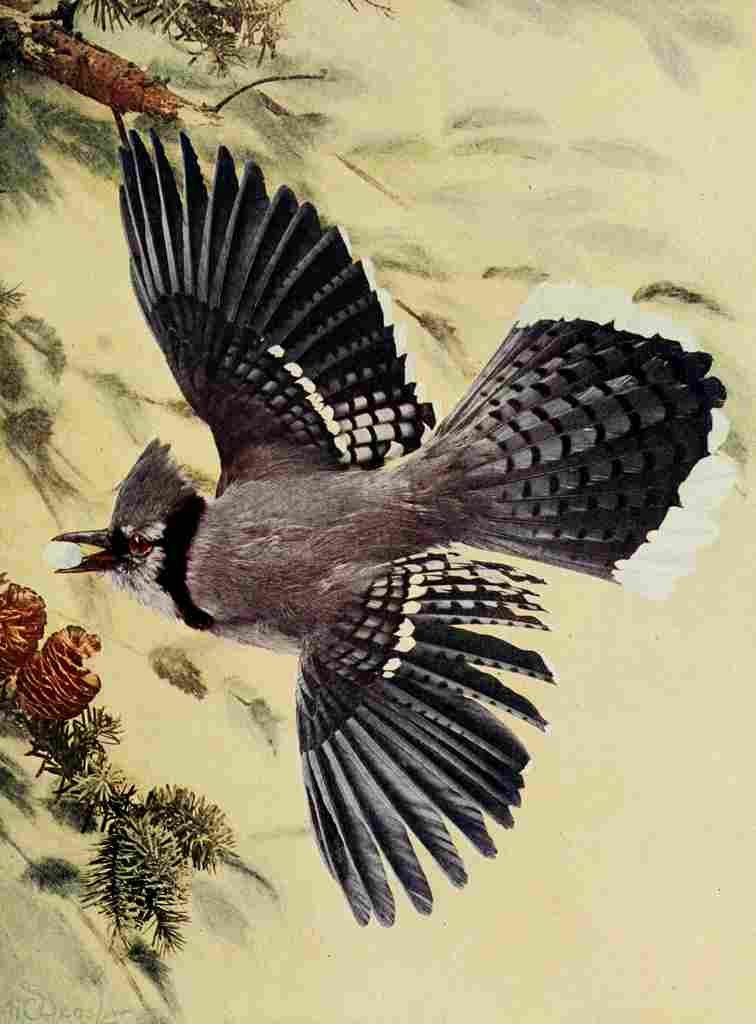Denslow Henry Birds 1904 Bluejay A4 Photo Print