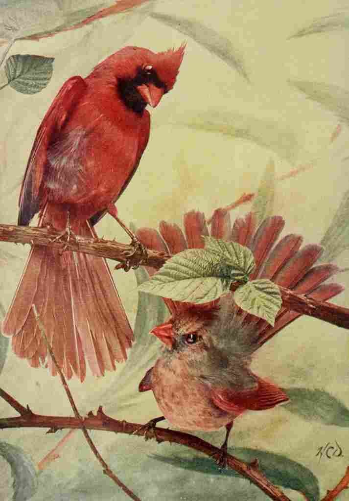 Denslow Henry Birds 1904 Cardinal Grosbeak A4 Photo Print