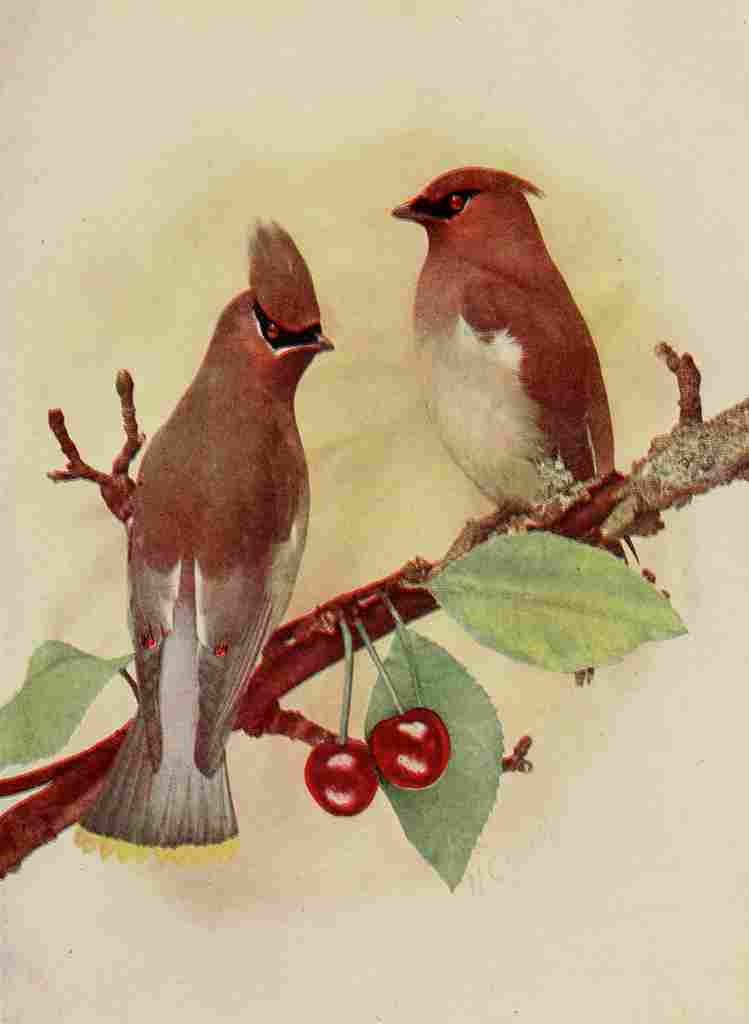Denslow Henry Birds 1904 Cedarbird A4 Photo Print