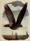 Denslow Henry Birds 1904 Chimney Swift A4 Photo Print