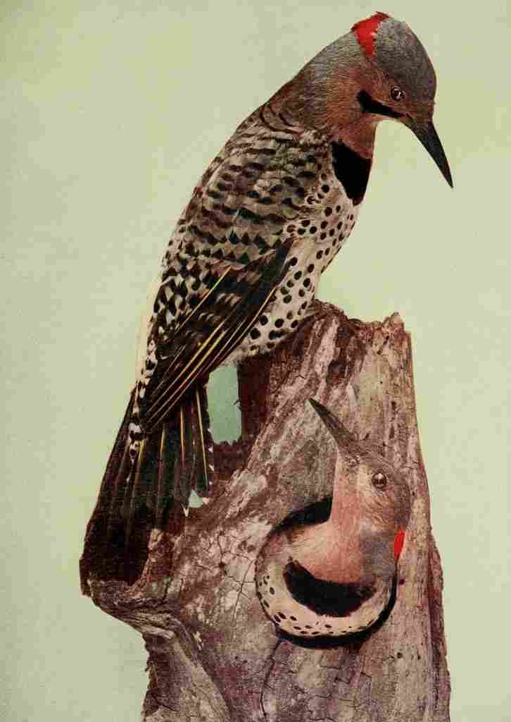 Denslow Henry Birds 1904 Flicker A4 Photo Print