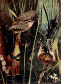 Denslow Henry Birds 1904 Marsh Wren A4 Photo Print