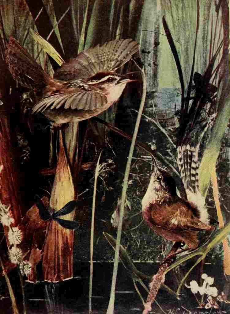 Denslow Henry Birds 1904 Marsh Wren A4 Photo Print