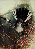 Denslow Henry Birds 1904 Mockingbird A4 Photo Print