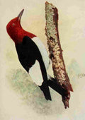 Denslow Henry Birds 1904 Rd hdd Woodpecker A4 Photo Print