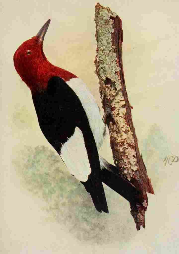 Denslow Henry Birds 1904 Rd hdd Woodpecker A4 Photo Print