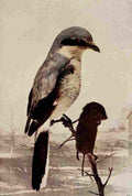 Denslow Henry Birds 1904 Shrike A4 Photo Print
