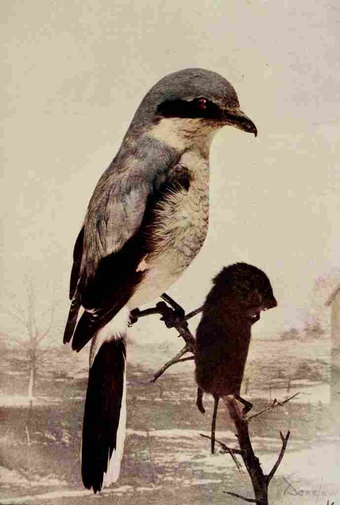 Denslow Henry Birds 1904 Shrike A4 Photo Print