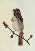 Denslow Henry Birds 1904 Song Sparrow A4 Photo Print