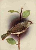 Denslow Henry Birds 1904 Warbling Vireo A4 Photo Print