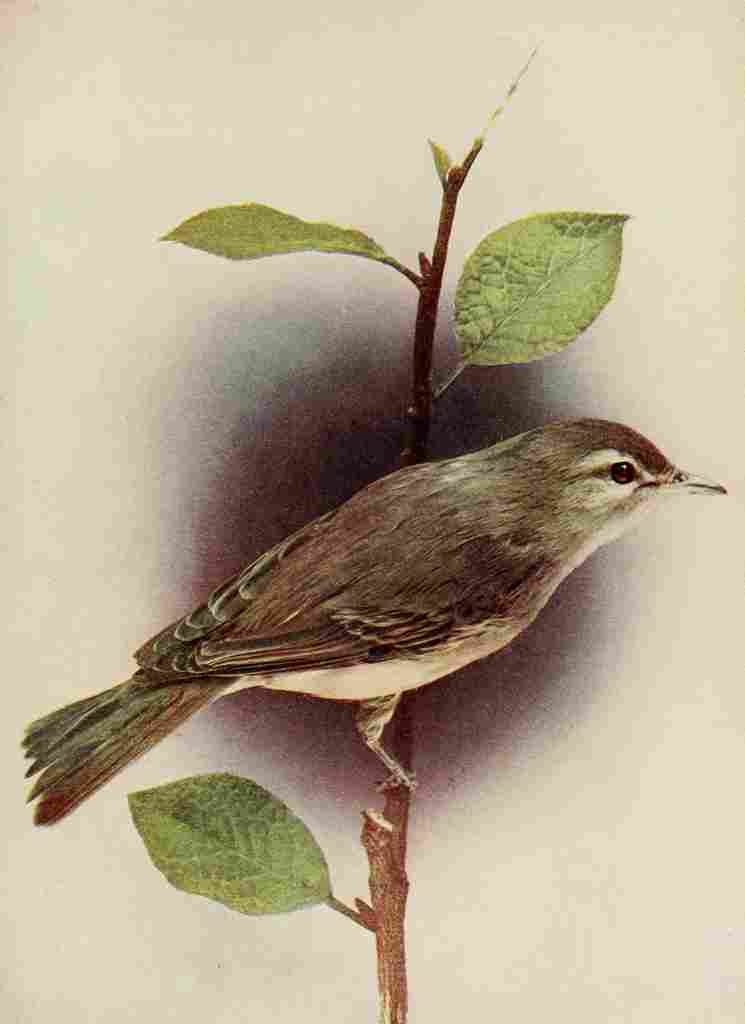 Denslow Henry Birds 1904 Warbling Vireo A4 Photo Print