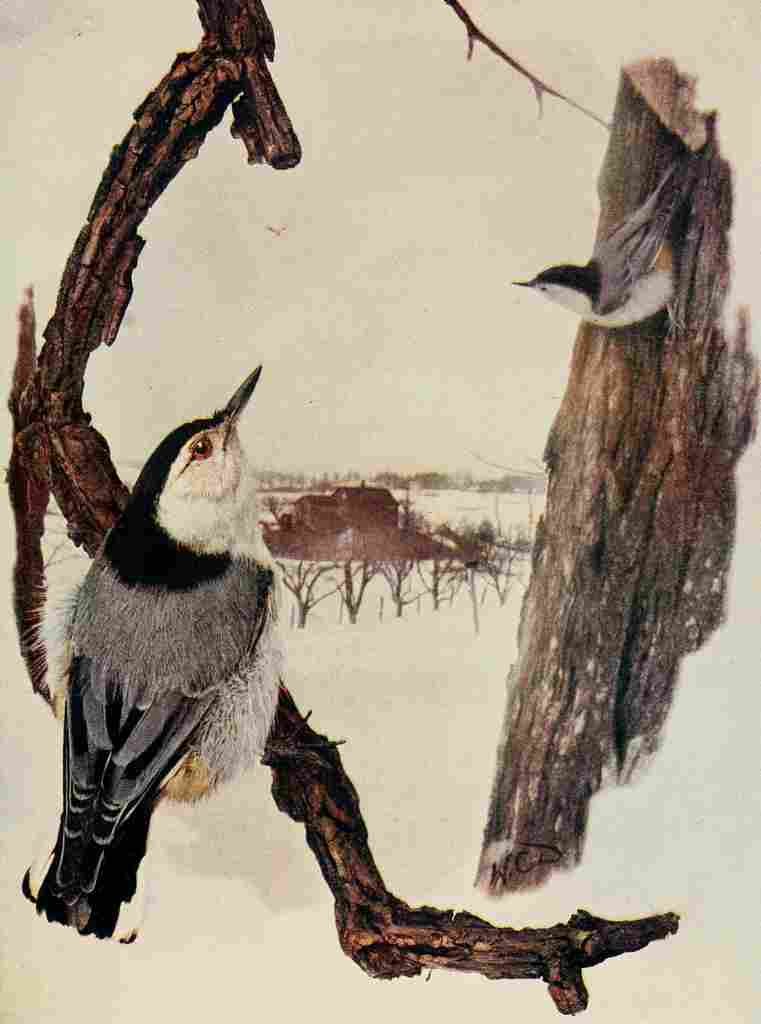 Denslow Henry Birds 1904 Wh brstd Nuthatch A4 Photo Print