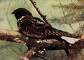 Denslow Henry Birds 1904 Whip poor will A4 Photo Print
