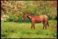 Devon England 291000 Horse In Orchard A4 Limited Edition Watercolour Print