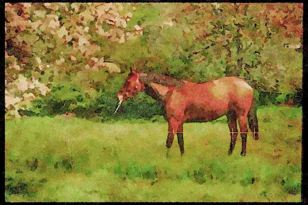 Devon England 291000 Horse In Orchard A4 Limited Edition Watercolour Print