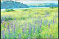 Devon England 291027 Vipers Bugloss Slapton Ley A4 Limited Edition Watercolour Print