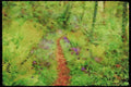 Devon England 291033 Bluebells, Slapton Wood A4 Limited Edition Watercolour Print