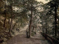 Devon Exmouth The Plantation Vintage A4 Photo Print