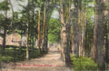 Devon Newton Abbot The Pine Woods Vintage A4 Photo Print