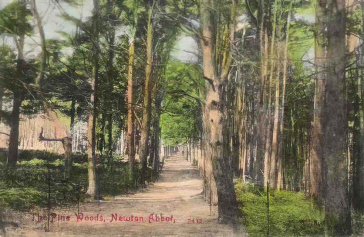 Devon Newton Abbot The Pine Woods Vintage A4 Photo Print