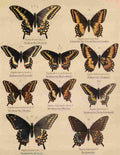 Die Artbildung und Verwandtschaft 1889 Asterias Group 1 A4 Photo Print