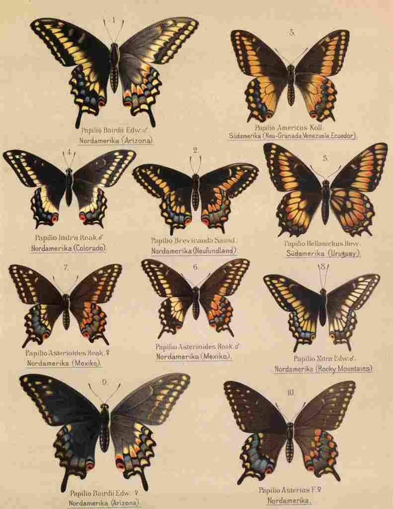 Die Artbildung und Verwandtschaft 1889 Asterias Group 1 A4 Photo Print