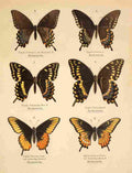 Die Artbildung und Verwandtschaft 1889 Asterias Group 2 A4 Photo Print