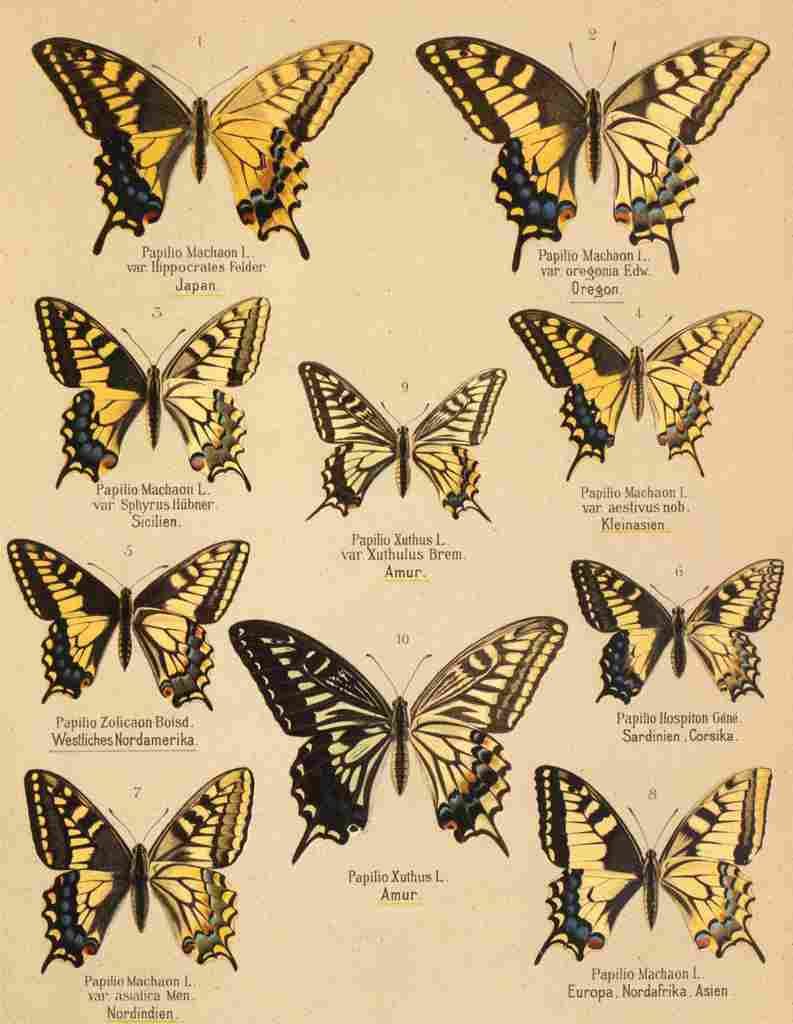 Die Artbildung und Verwandtschaft 1889 Machaon Group A4 Photo Print
