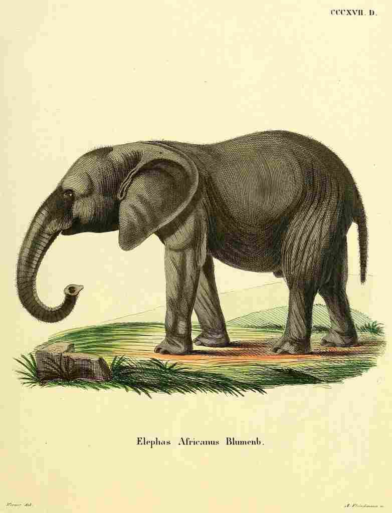 Die Säugthiere in Abbildungen 1774 African Elephant A4 Photo Print