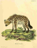 Die Säugthiere in Abbildungen 1774 Hyena A4 Photo Print