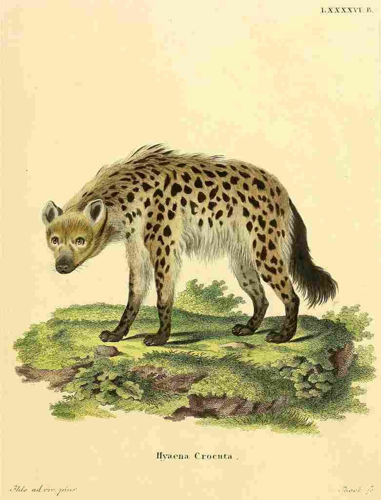 Die Säugthiere in Abbildungen 1774 Hyena A4 Photo Print