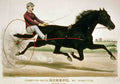 Direct Horse 001 Vintage A4 Photo Print