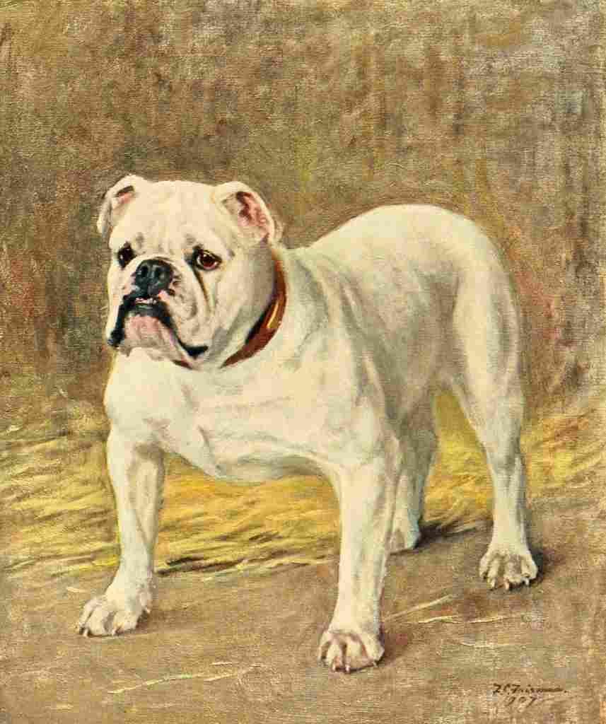 Dog 1911 Frances C Fairman Bulldog A4 Photo Print