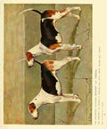 Dog 1911 George Paice Foxhounds A4 Photo Print
