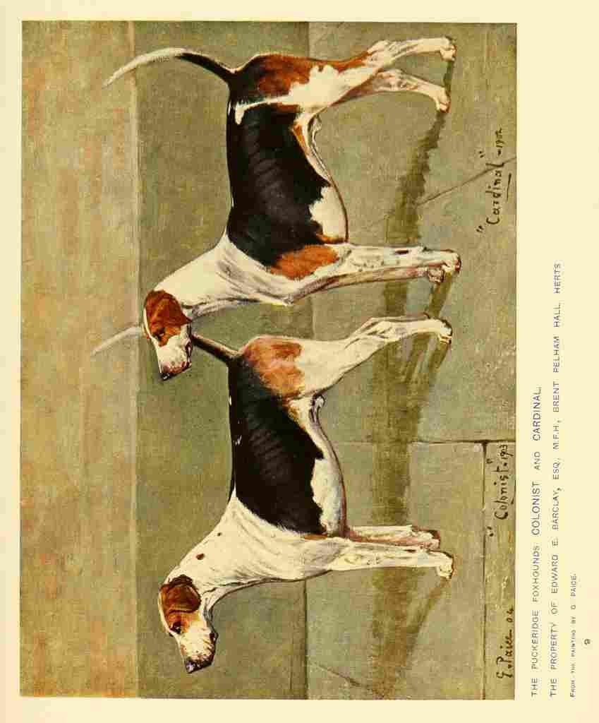 Dog 1911 George Paice Foxhounds A4 Photo Print