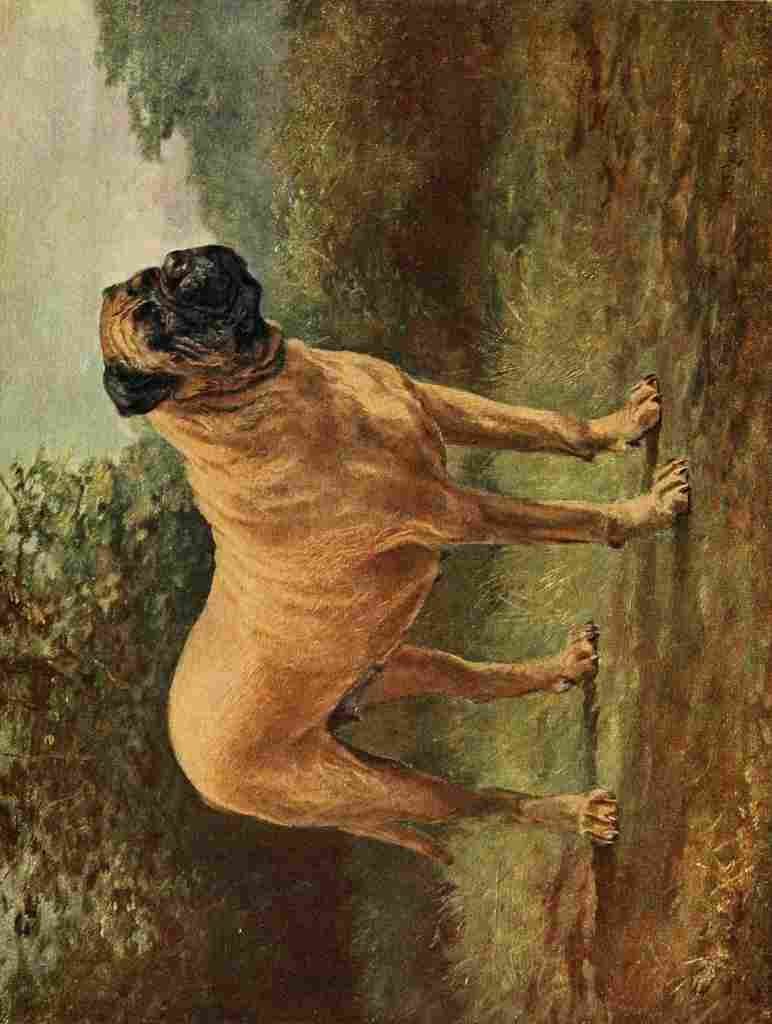 Dog 1911 JD Redworth Mastiff A4 Photo Print