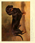 Dog 1911 Lilian Cheviot Dachsund A4 Photo Print