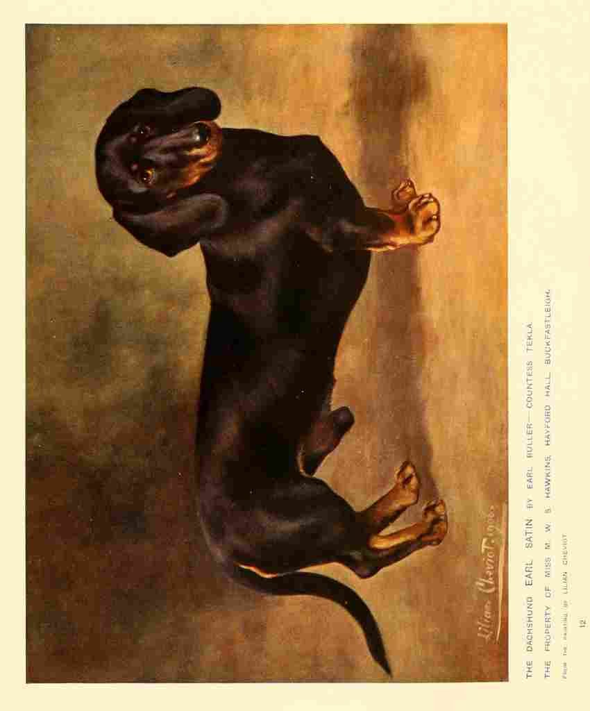 Dog 1911 Lilian Cheviot Dachsund A4 Photo Print