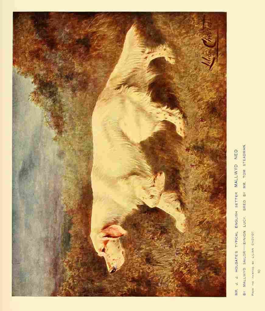 Dog 1911 Lilian Cheviot English Setter A4 Photo Print