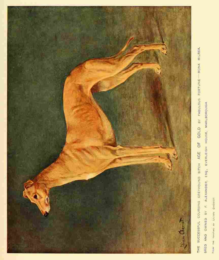 Dog 1911 Lilian Cheviot Greyhound A4 Photo Print
