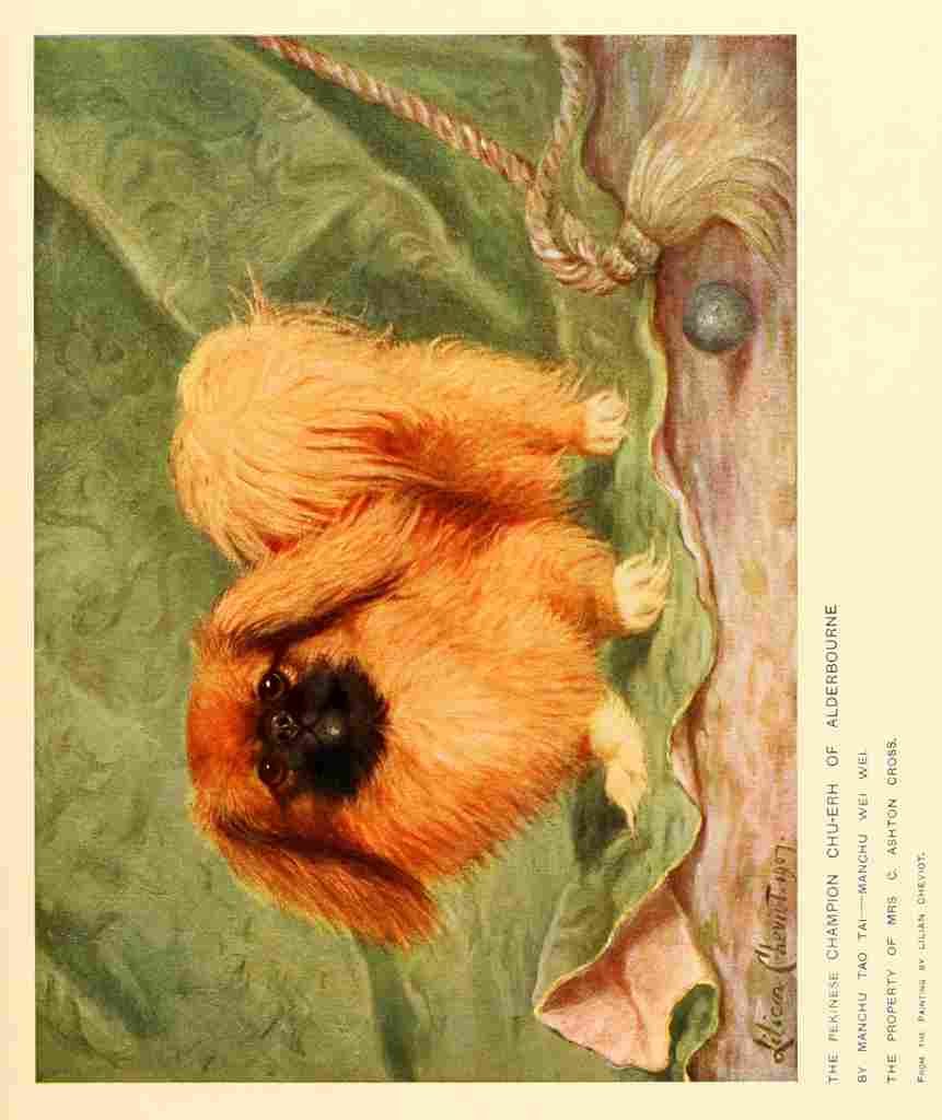 Dog 1911 Lilian Cheviot Pekinese A4 Photo Print